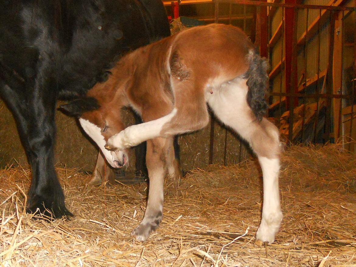 Irish Cob Crossbreed Eugene billede 1