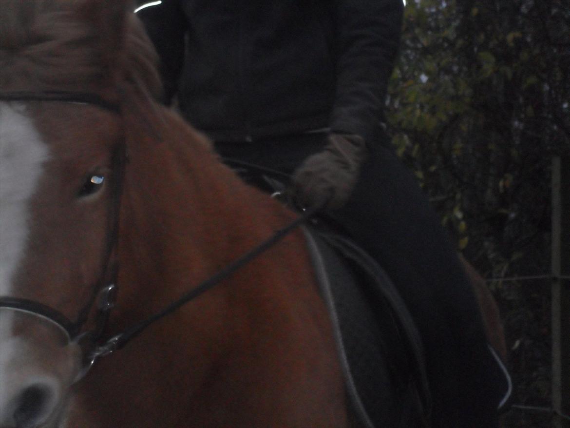 Islænder Pyrla frá Eyjólfsstödum billede 16