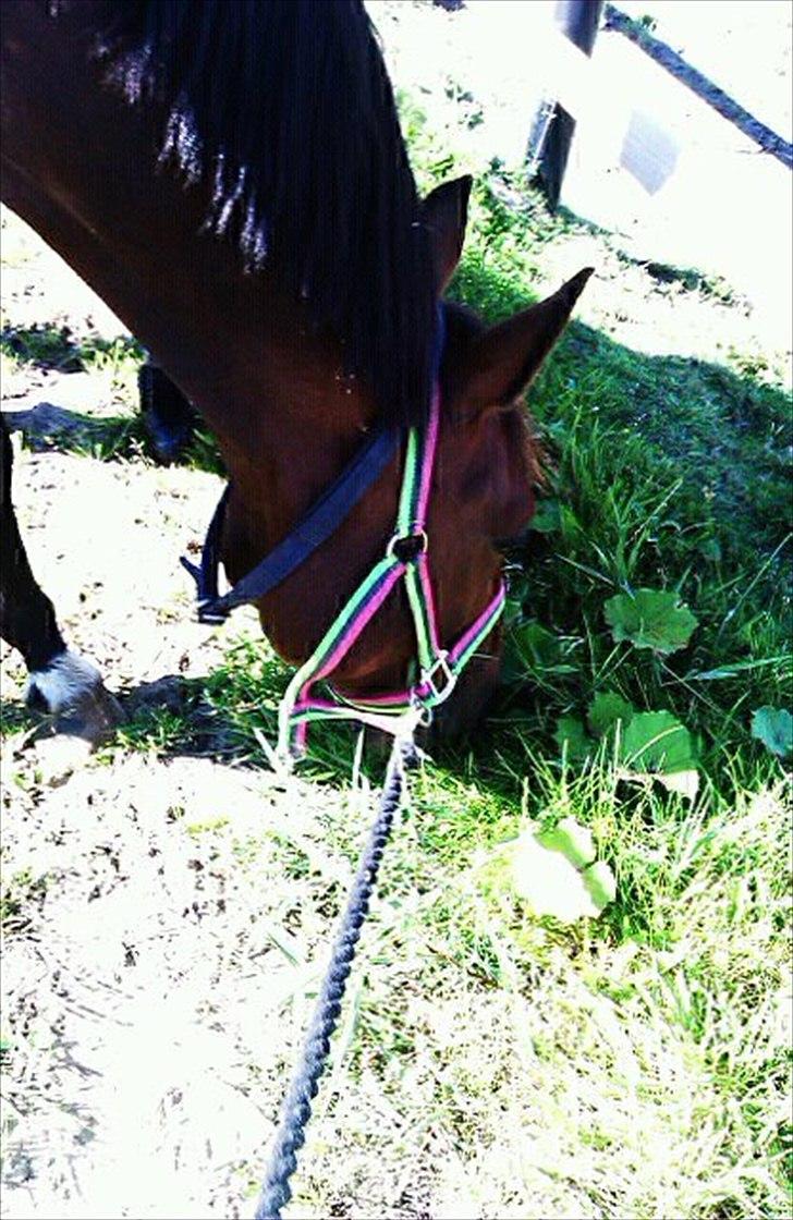 Anden særlig race William billede 5