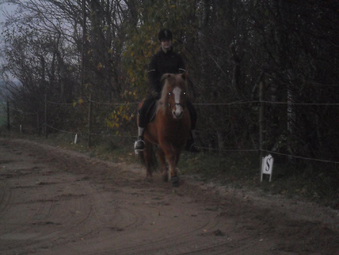 Islænder Pyrla frá Eyjólfsstödum billede 17