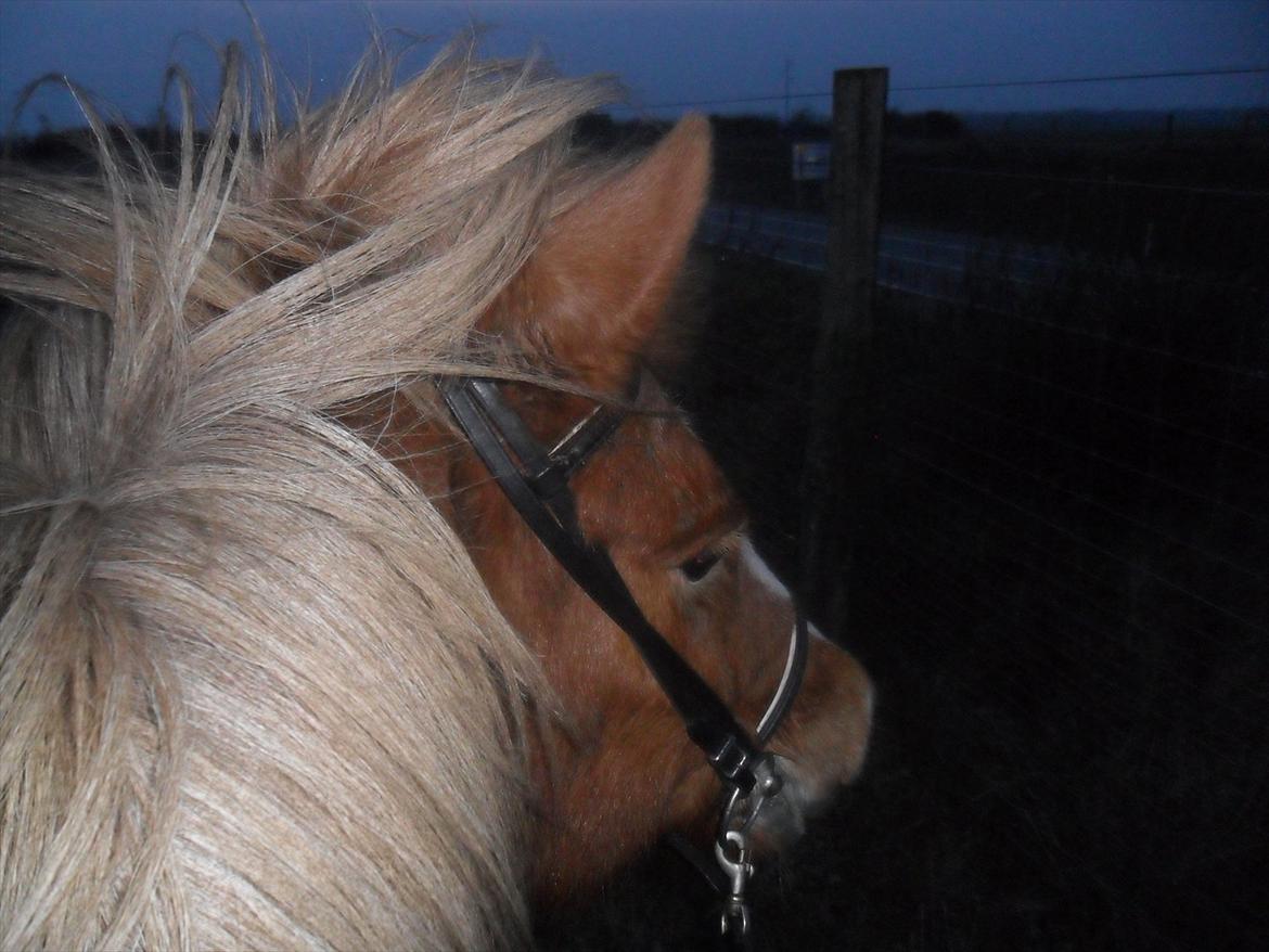 Islænder Pyrla frá Eyjólfsstödum billede 18