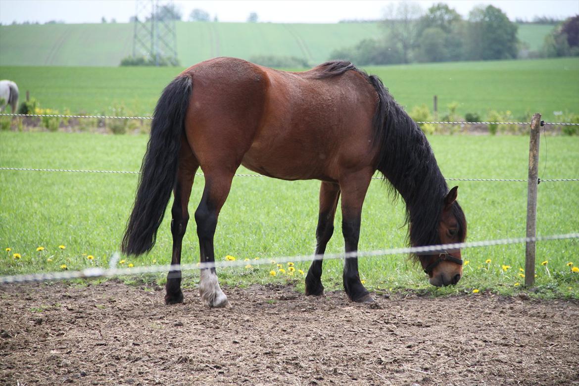 Welsh Partbred (Sec F) Lykkegaards hopla - øv hvorfor må jeg ikke komme over på den anden fold? billede 3