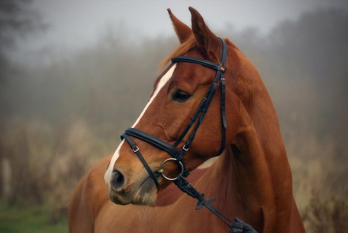 Belgisk varmblod Bocaccio Du Riou - Fotokristiansen.dk billede 8