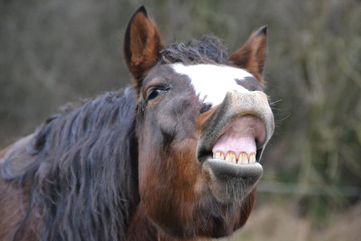 Pinto Vognbjergs Picasso billede 2