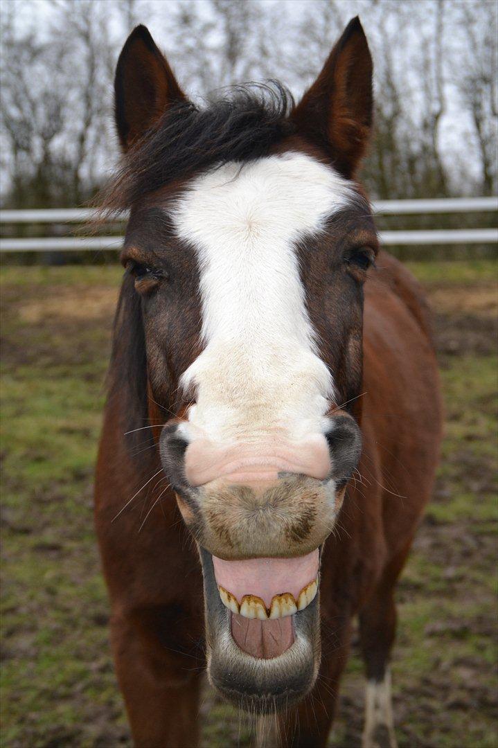 Pinto Vognbjergs Picasso billede 3