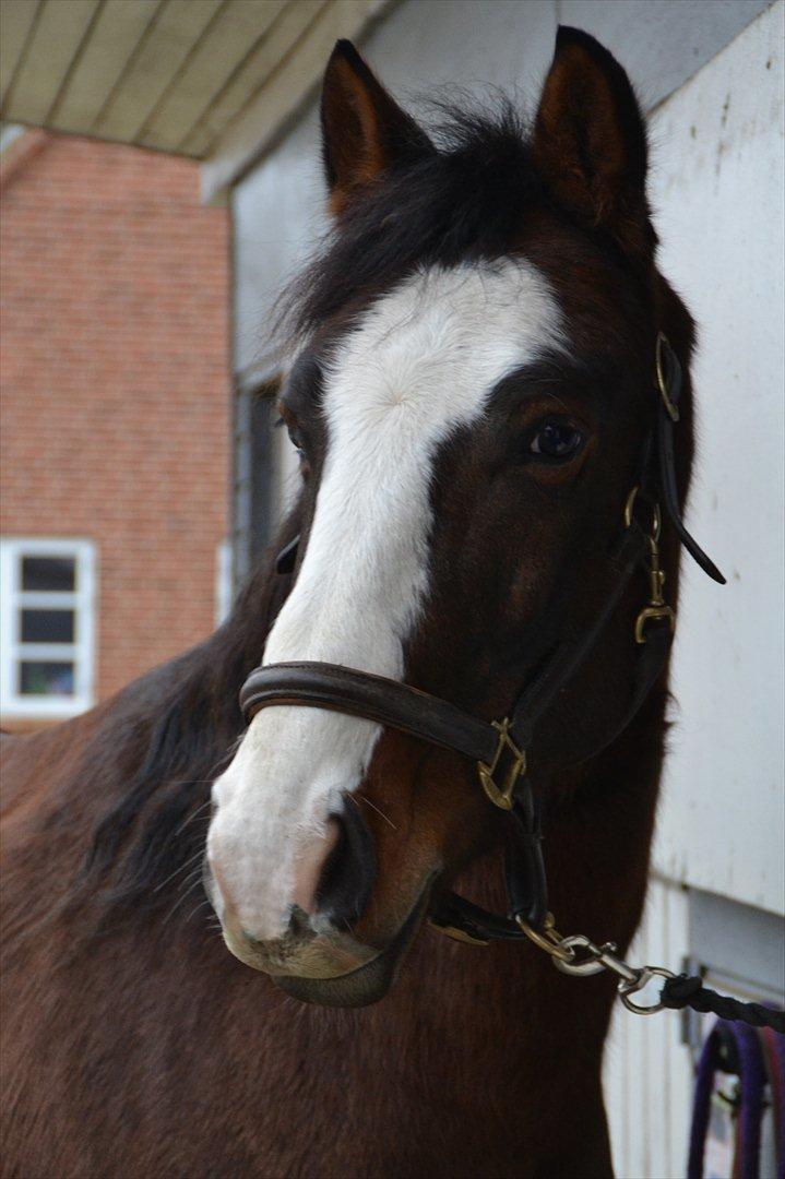 Pinto Vognbjergs Picasso billede 4