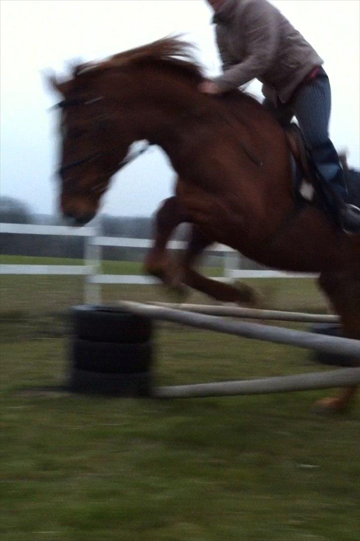 Anden særlig race Nikita - nr.14 ikk det bedste :/ billede 9