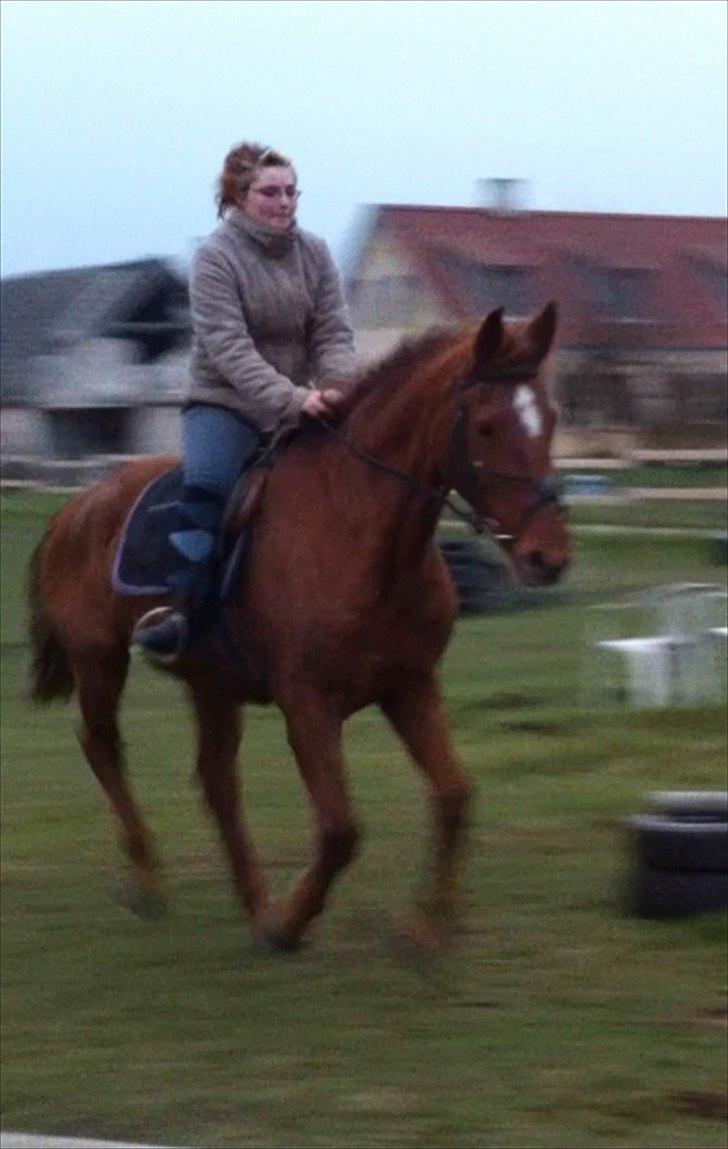 Anden særlig race Nikita - nr. 15 ikk tag jer af miig :S billede 10