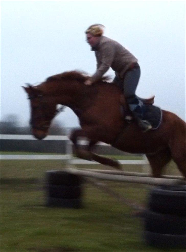 Anden særlig race Nikita - nr.17 spring spring det er noget vi kan li :D <3 billede 12