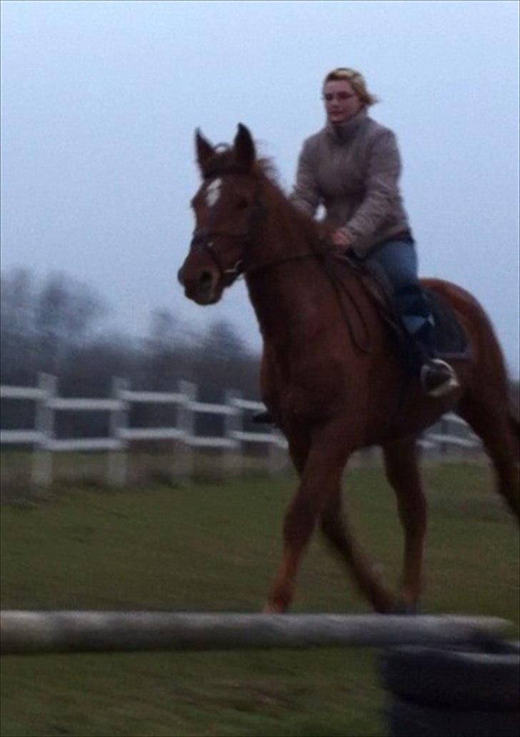 Anden særlig race Nikita - nr. 18. sikke en fin trav og fin hest men grimme miig :) billede 13