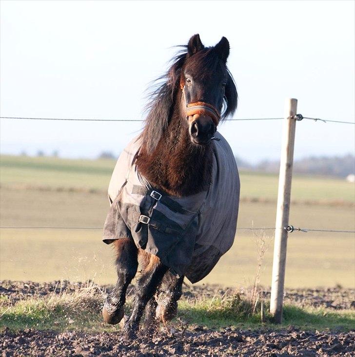 Anden særlig race Mr. Winchester- Winni *SOLGT* - Velkommen til Winni´s profil - læg gerne en høj og en bedømmelse... xD  billede 1