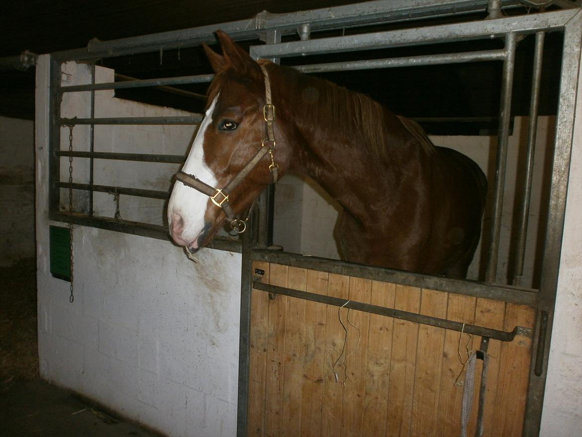 Dansk Varmblod Vestergårds Don Diligo billede 5