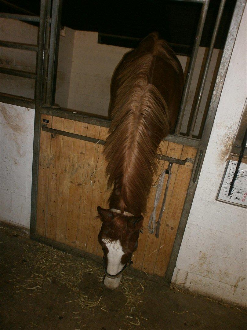 Dansk Varmblod Vestergårds Don Diligo billede 6