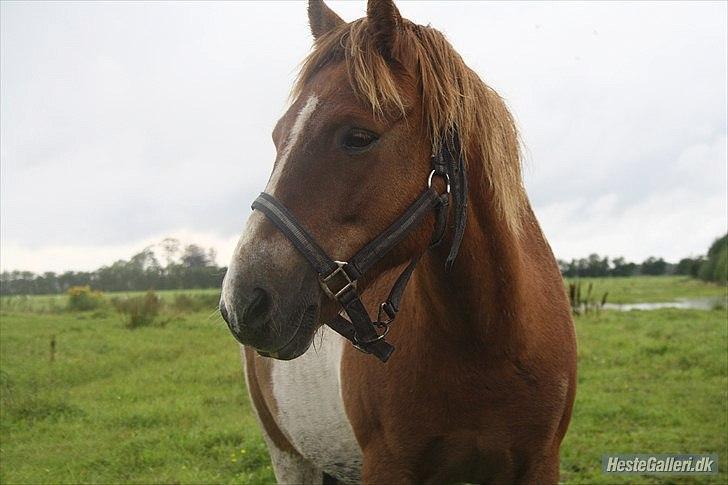 Anden særlig race Prins Bob aka Bobber - smukke bobber <3 billede 11