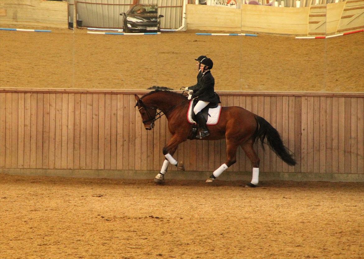 Holstener Life Star billede 13