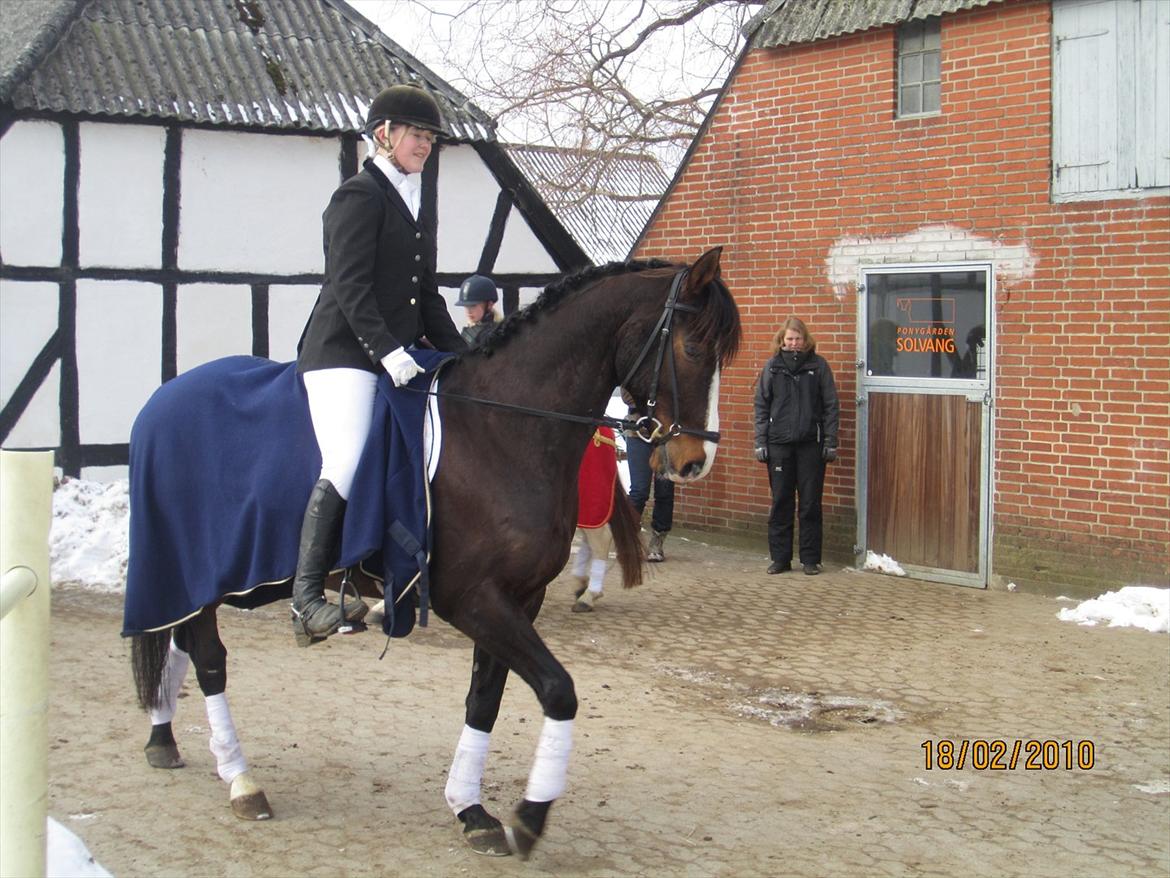 Dansk Varmblod Corvette billede 8