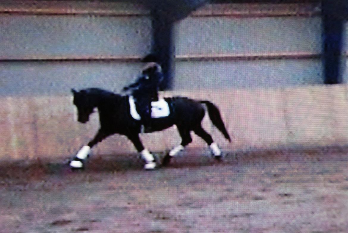 Dansk Varmblod Nitouche af sulsted - Da vi så på hende. billede 10