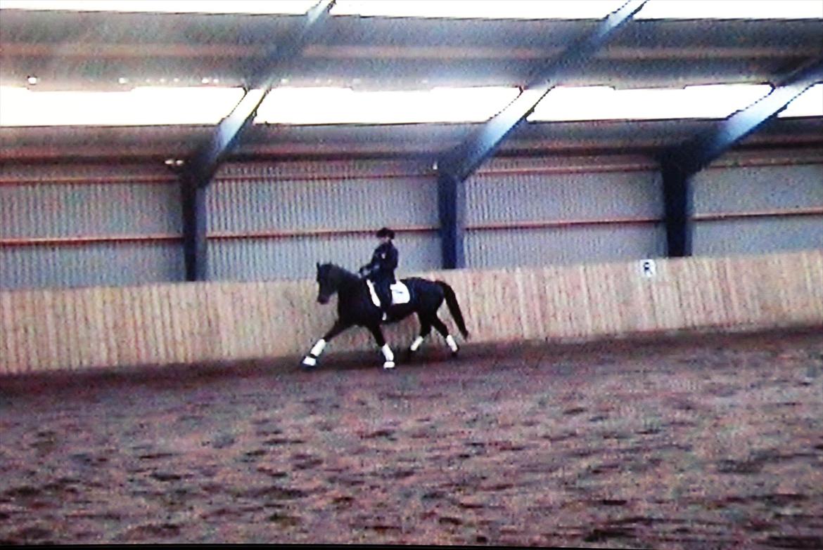 Dansk Varmblod Nitouche af sulsted billede 11