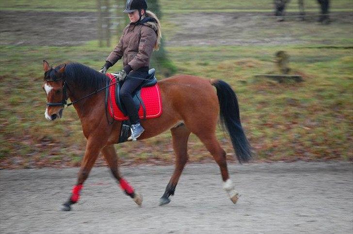 Arabisk fuldblod (OX) Markus OX *SOLGT* Soulmate - Dressur træning.
vinter 2011 billede 5