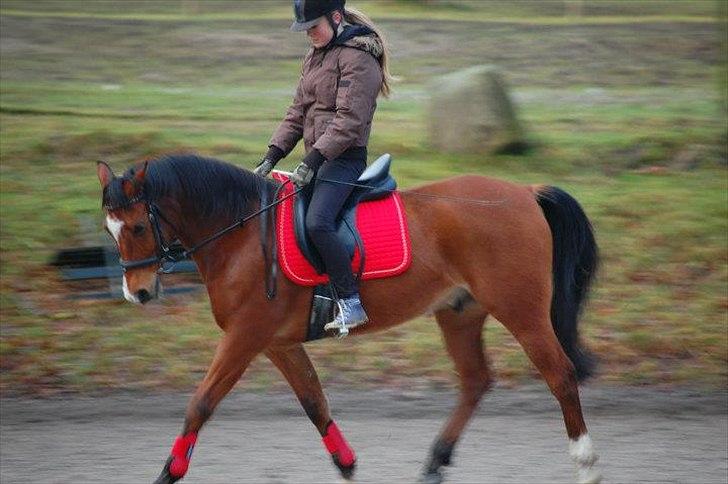 Arabisk fuldblod (OX) Markus OX *SOLGT* Soulmate - Dressur træning.
2011 billede 9