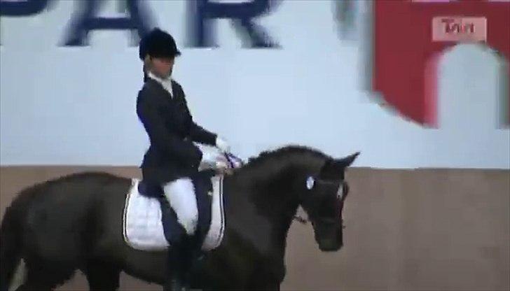 Dansk Varmblod A-Noir - LA2 LERK billede 15