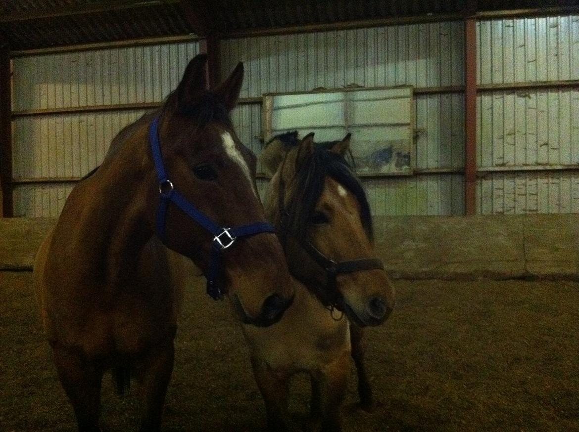 Anden særlig race Sunny -min solstråle<3 - lucas og sunny spiller seje :) billede 4