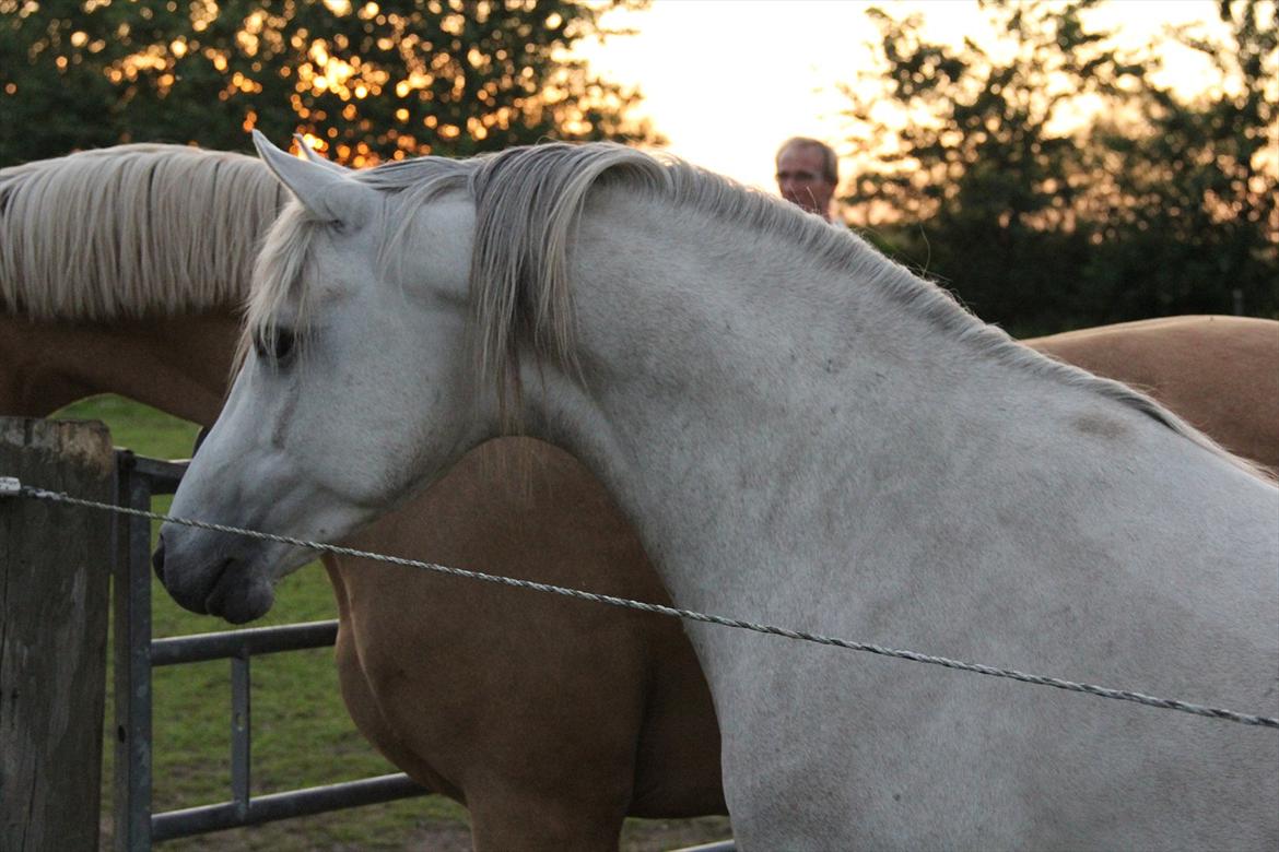 Anden særlig race Kosmo van Klaverborch billede 16