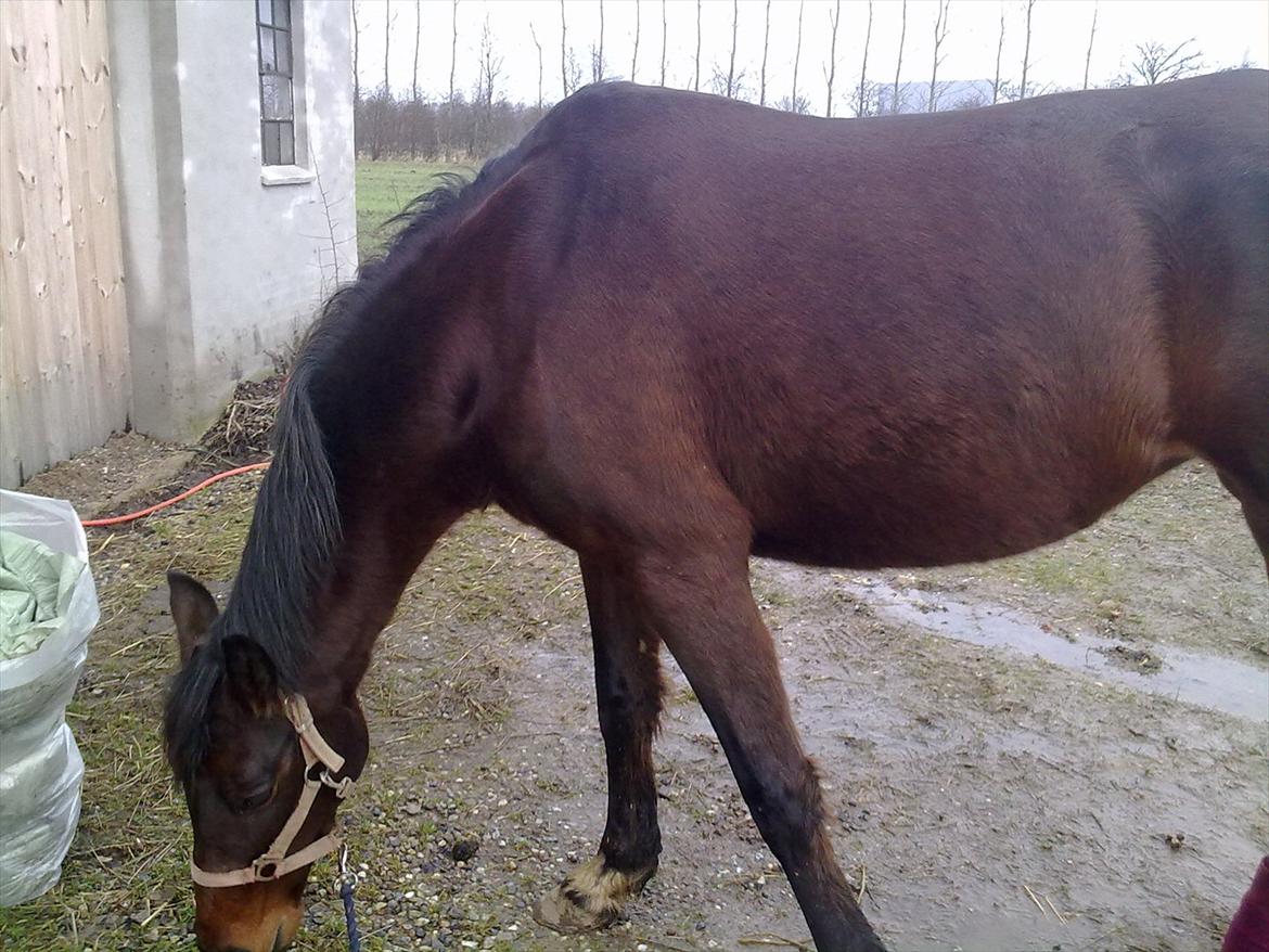 Anden særlig race Allie billede 10