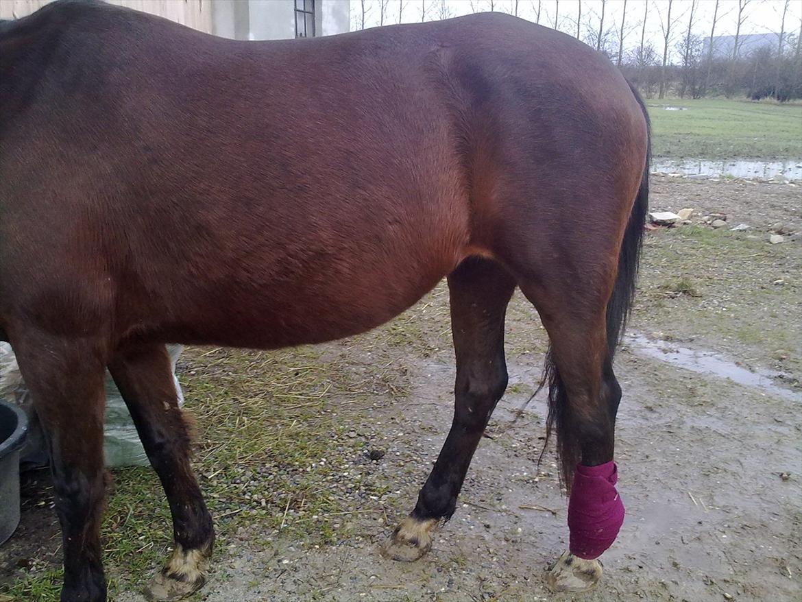 Anden særlig race Allie billede 11