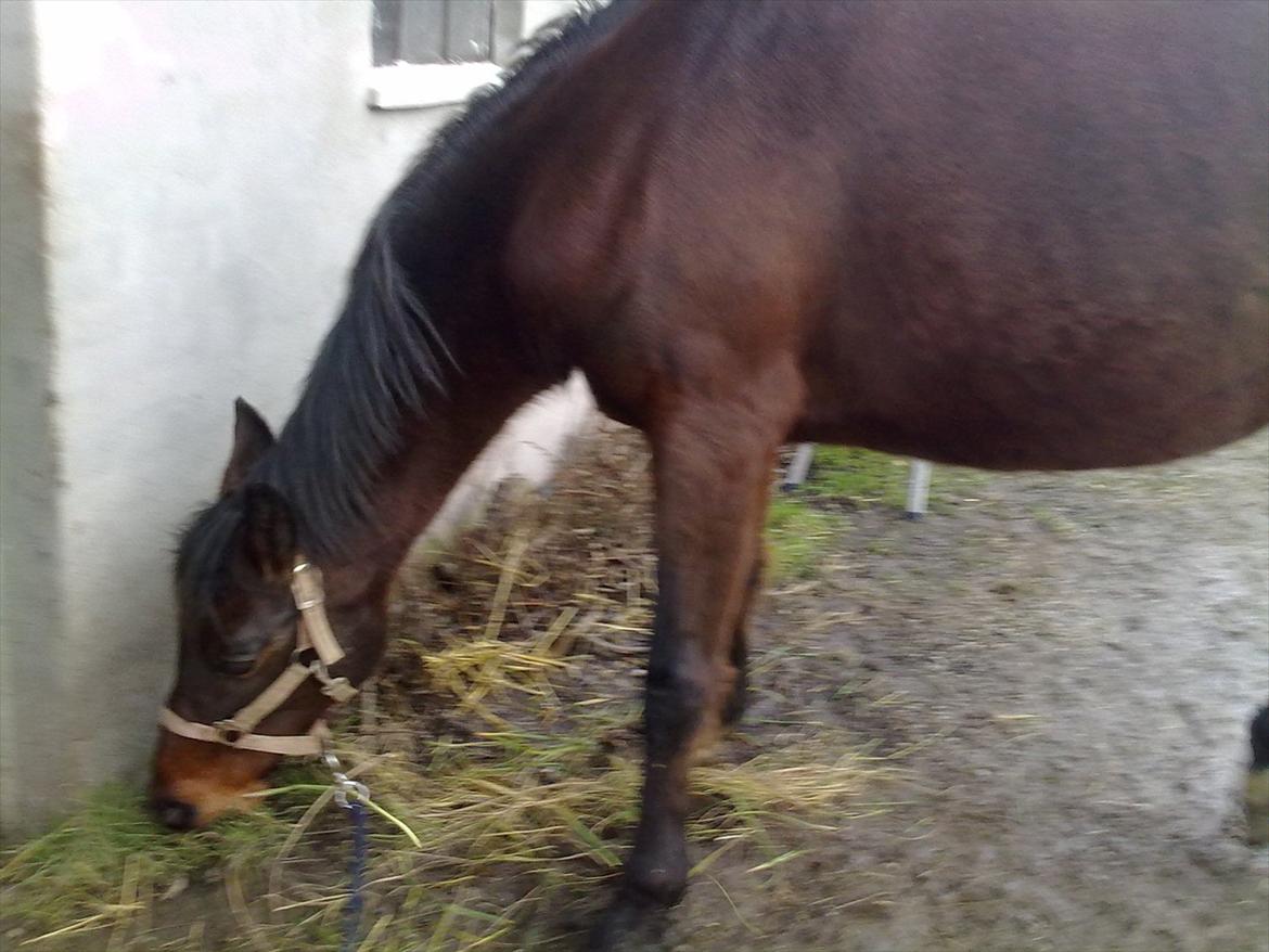 Anden særlig race Allie billede 12