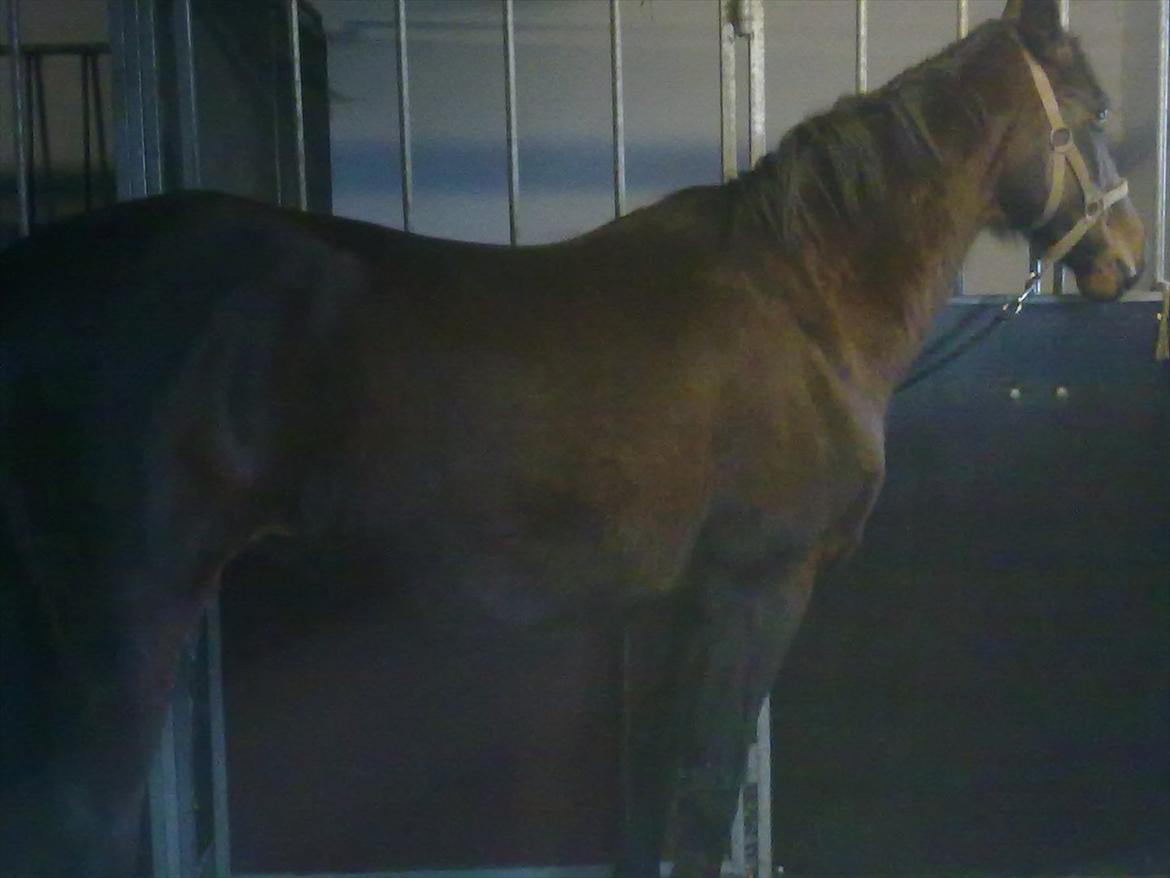 Anden særlig race Allie billede 13