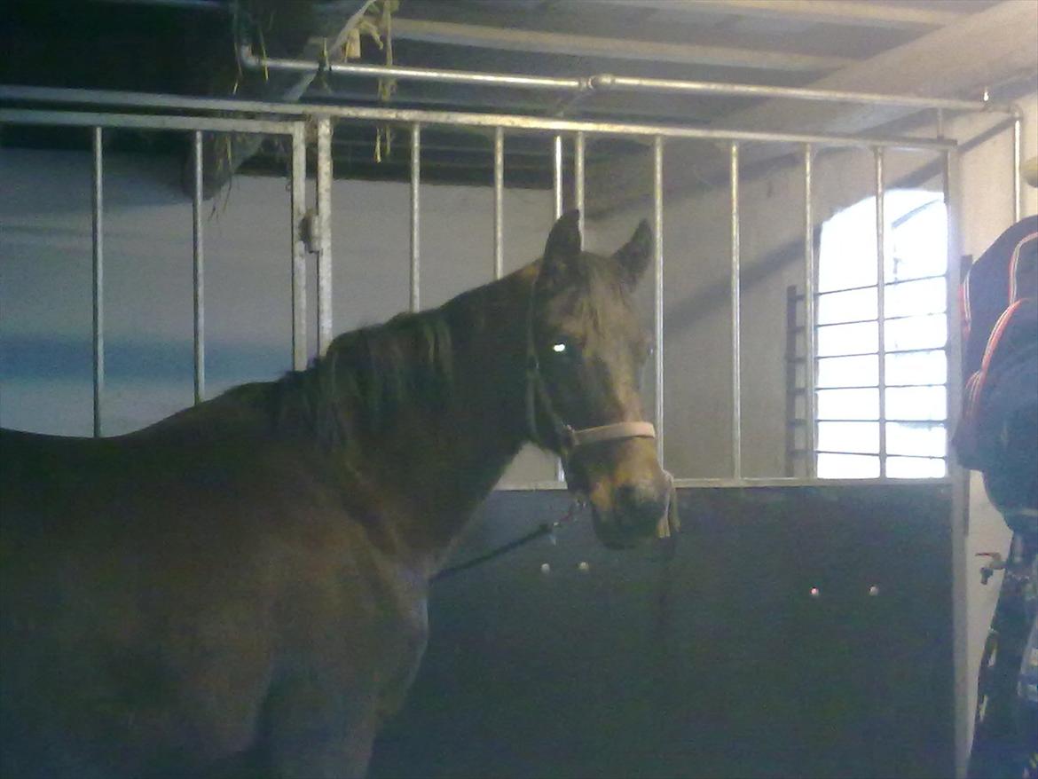 Anden særlig race Allie billede 14