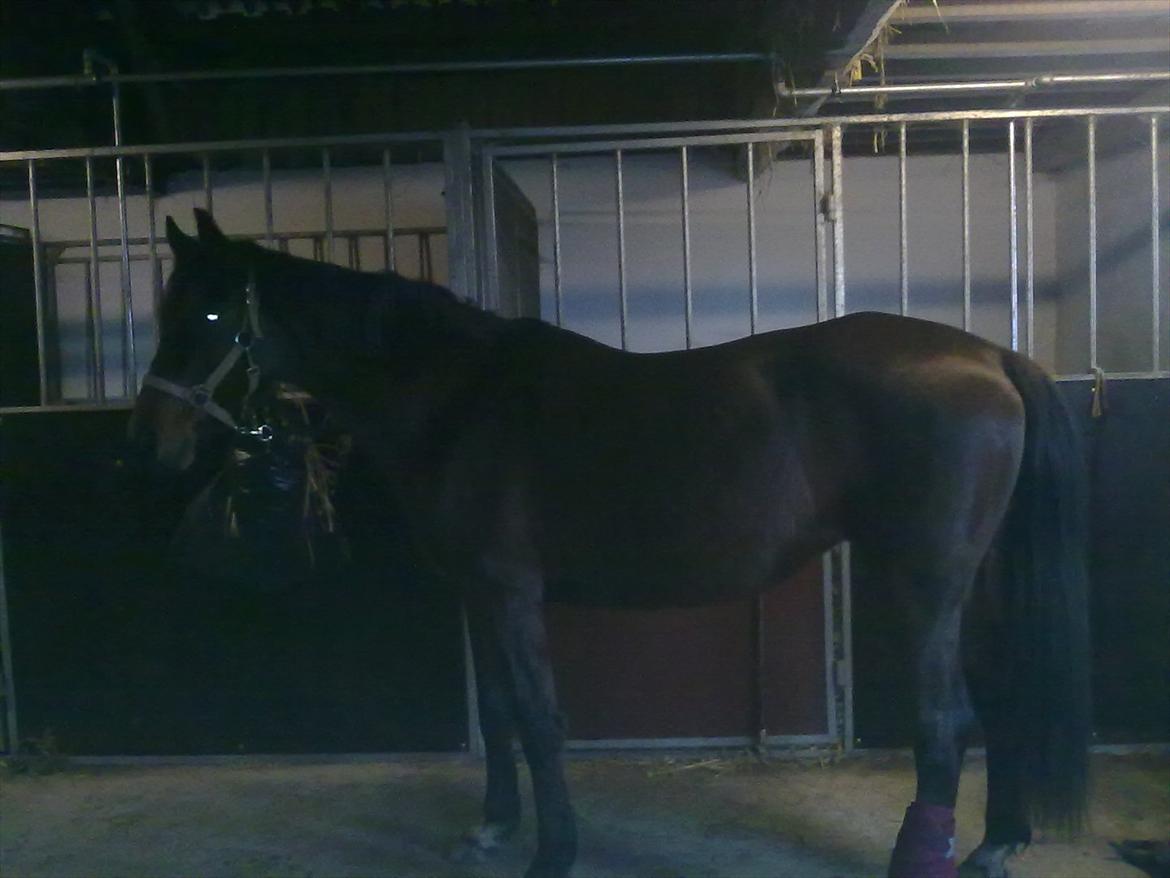 Anden særlig race Allie billede 15