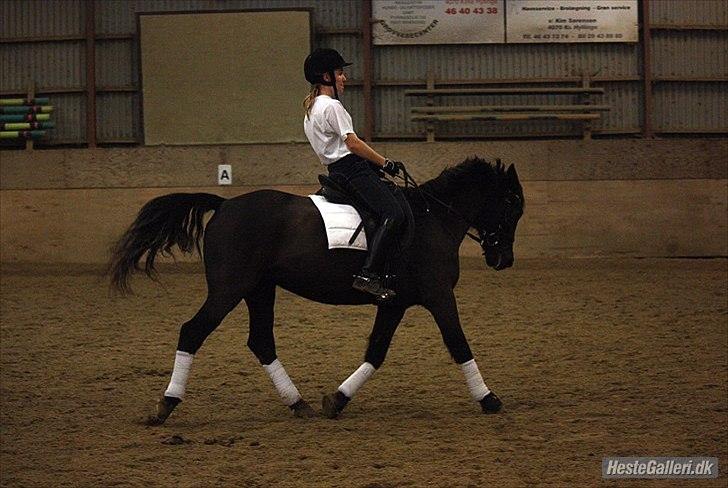 New Forest Lillie-Lund'S Vicki Bell - Foto: Jens (far) 26. December 2011 | Dressurttræning i hvidt billede 8