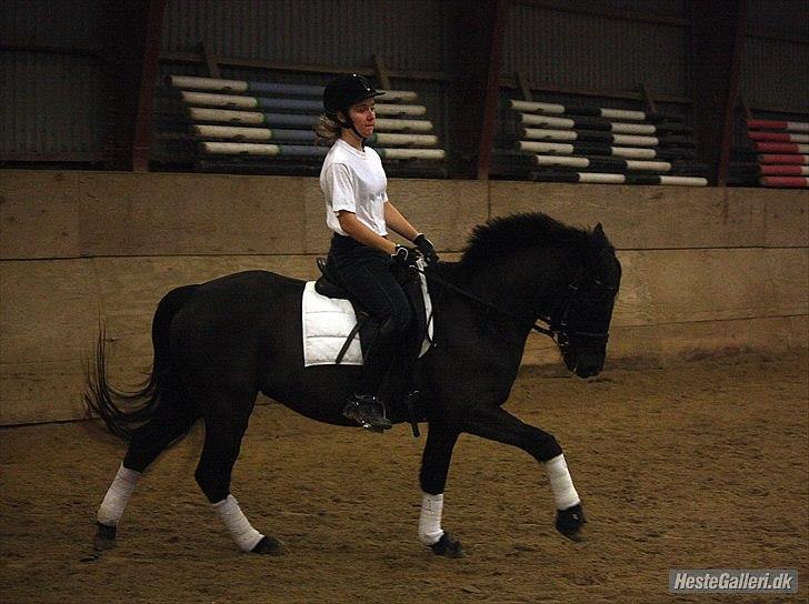 New Forest Lillie-Lund'S Vicki Bell - Foto: Jens (far) 26. December 2011 | Dressurttræning i hvidt billede 12