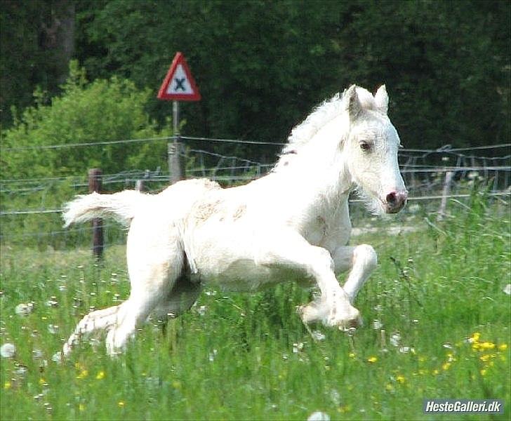 Irish Cob ITS Evening Star billede 3