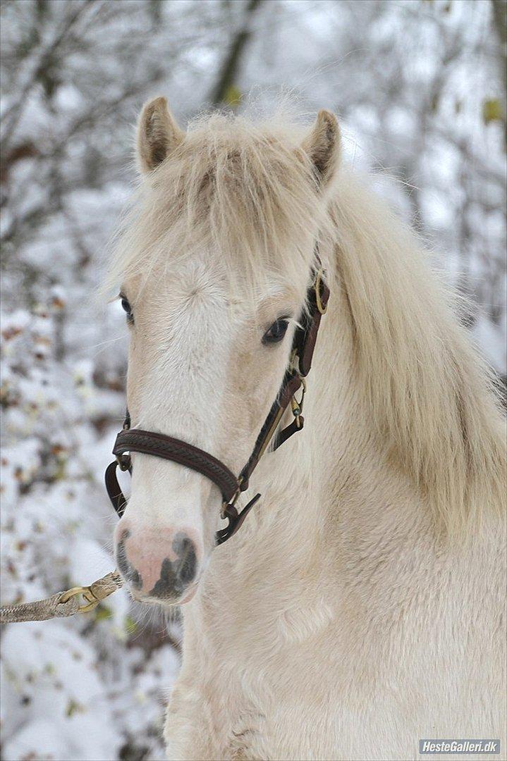 Irish Cob ITS Evening Star - Billede taget af sorte perler billede 9