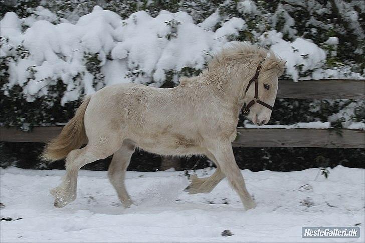 Irish Cob ITS Evening Star - Billede taget af sorte perler billede 11