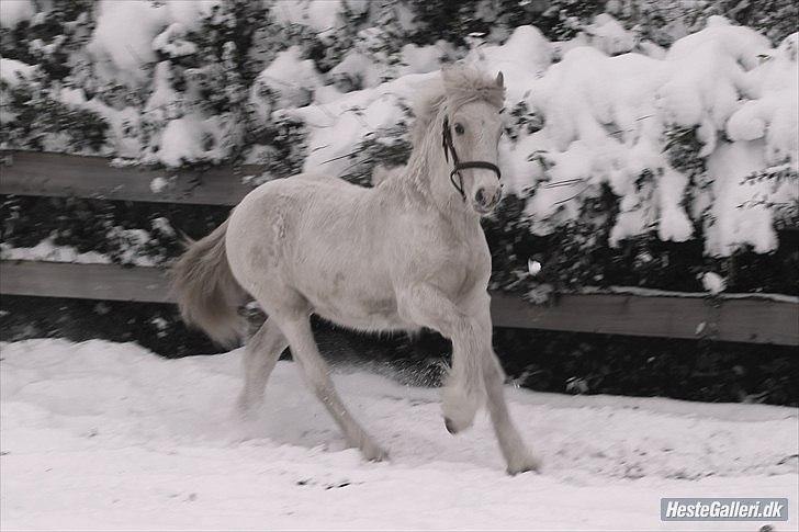 Irish Cob ITS Evening Star - Billede taget af sorte perler billede 12