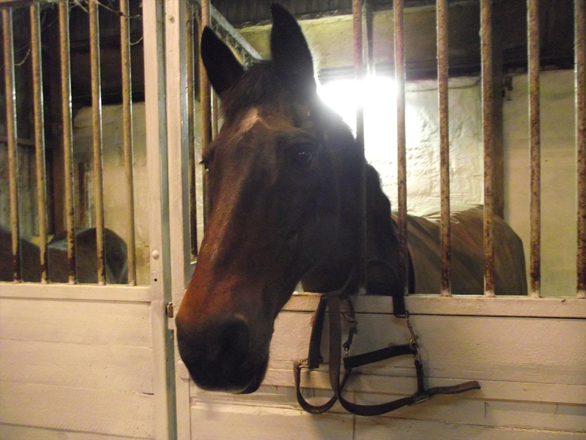 Anden særlig race  TOFTEGAARDENS STAR-LIGHT - 2011. <3<3 billede 10