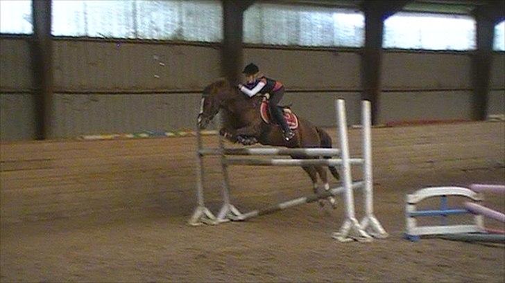 New Forest Orchid's Champer<3 solgt :'-( - over 120 cm :b billede 5