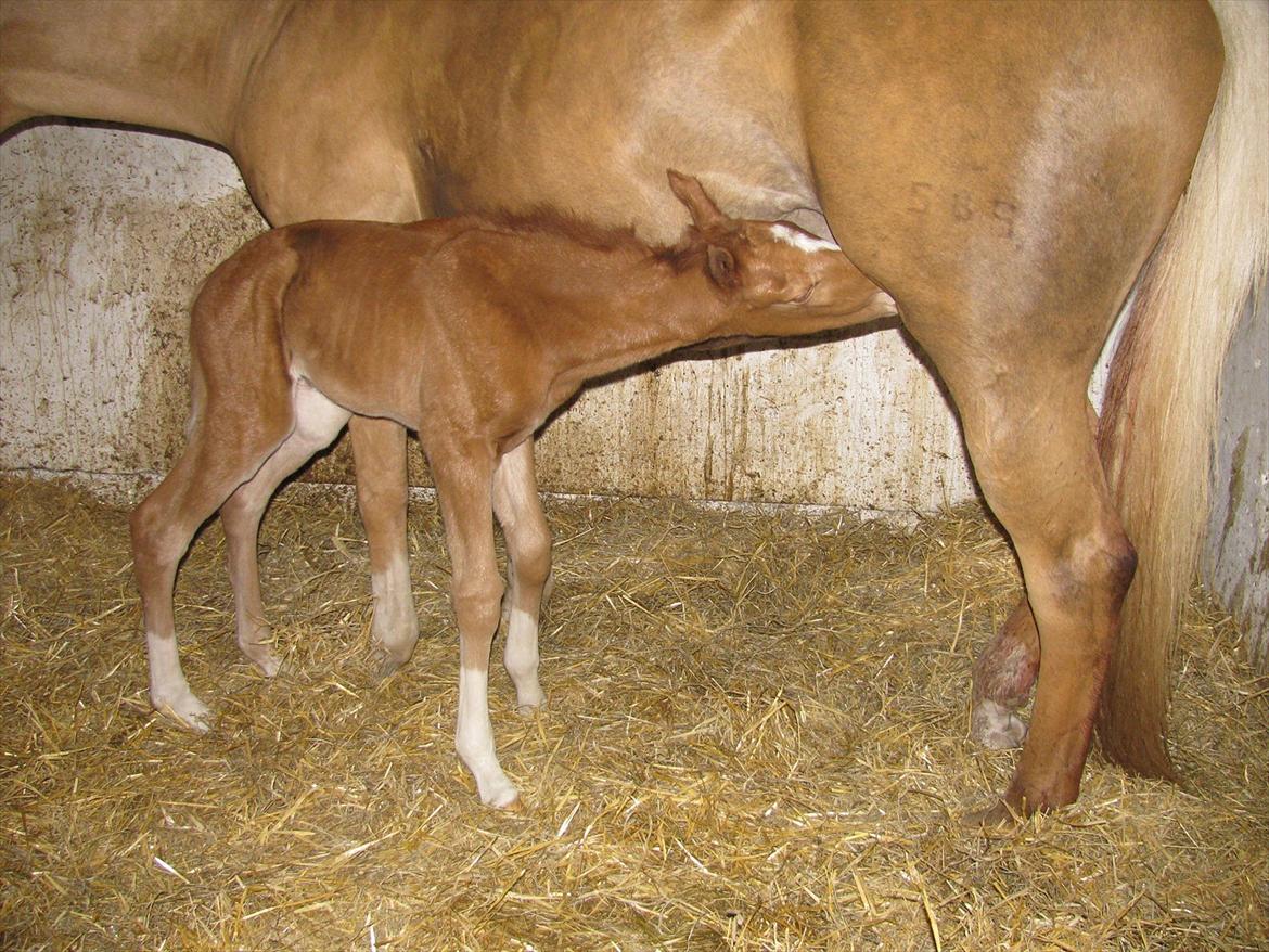 Palomino Dinah Divine billede 6