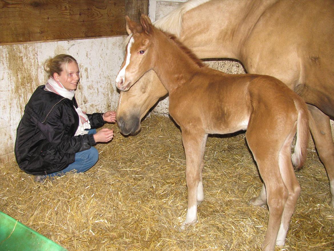 Palomino Dinah Divine billede 7