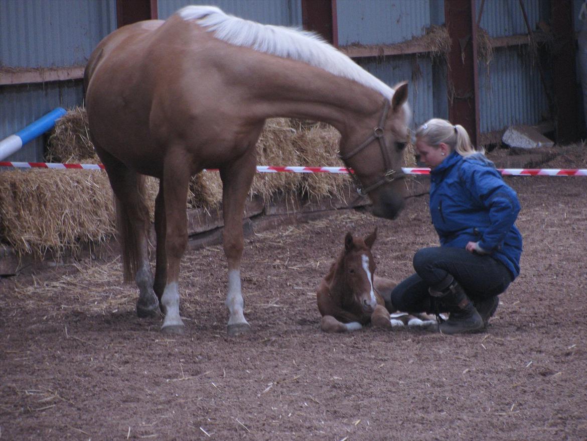 Palomino Dinah Divine billede 8