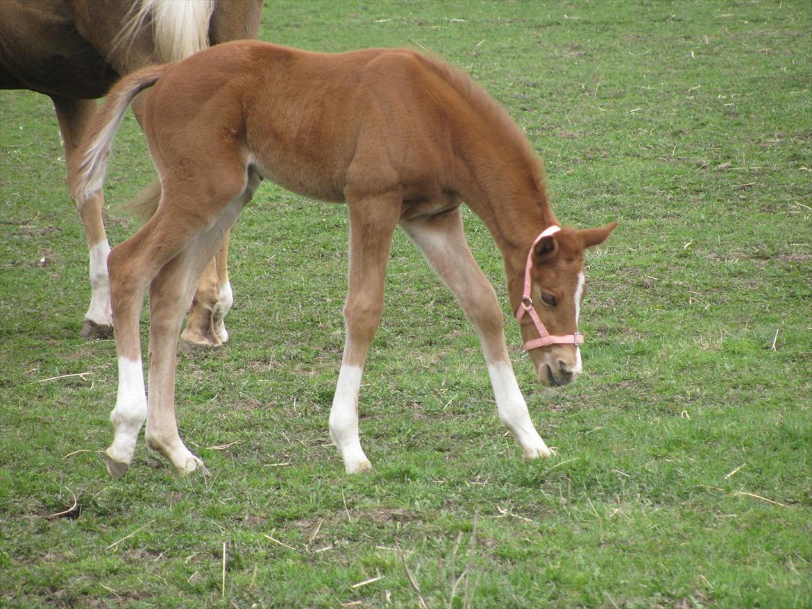 Palomino Dinah Divine billede 9