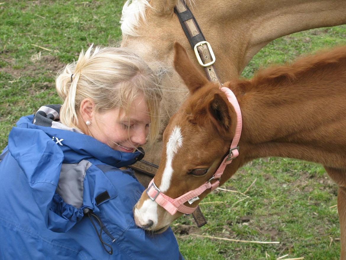 Palomino Dinah Divine billede 10