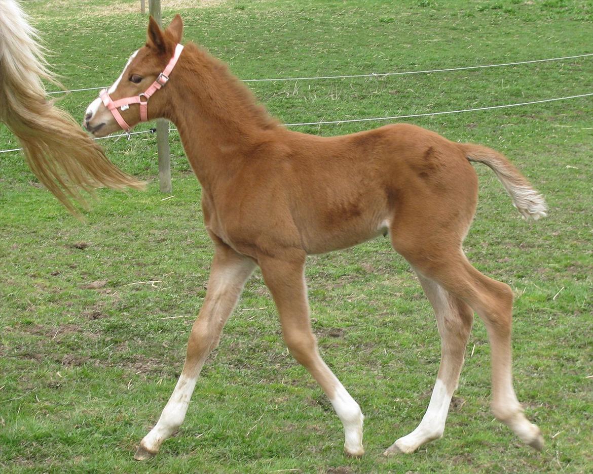 Palomino Dinah Divine billede 11