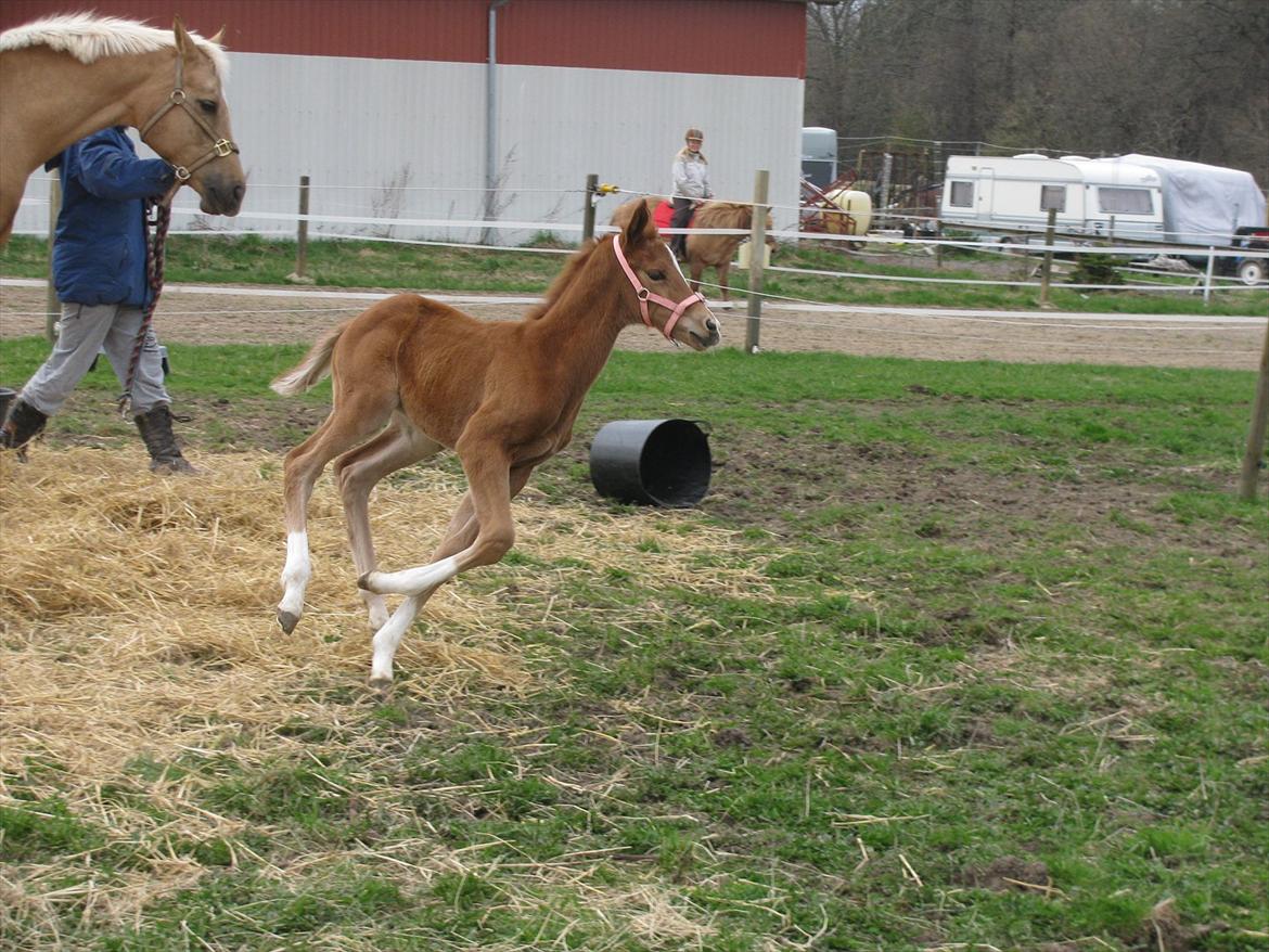 Palomino Dinah Divine billede 12