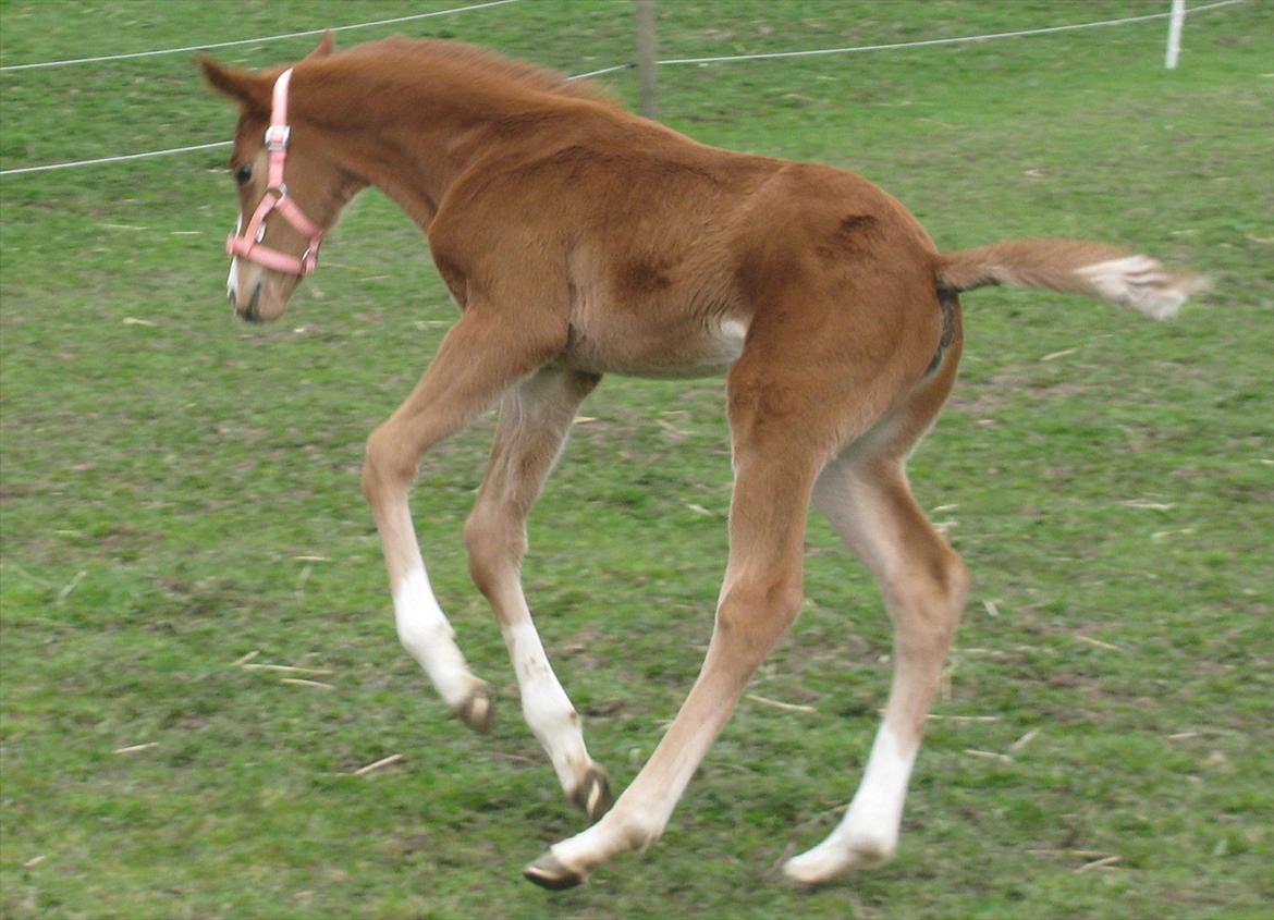 Palomino Dinah Divine billede 13