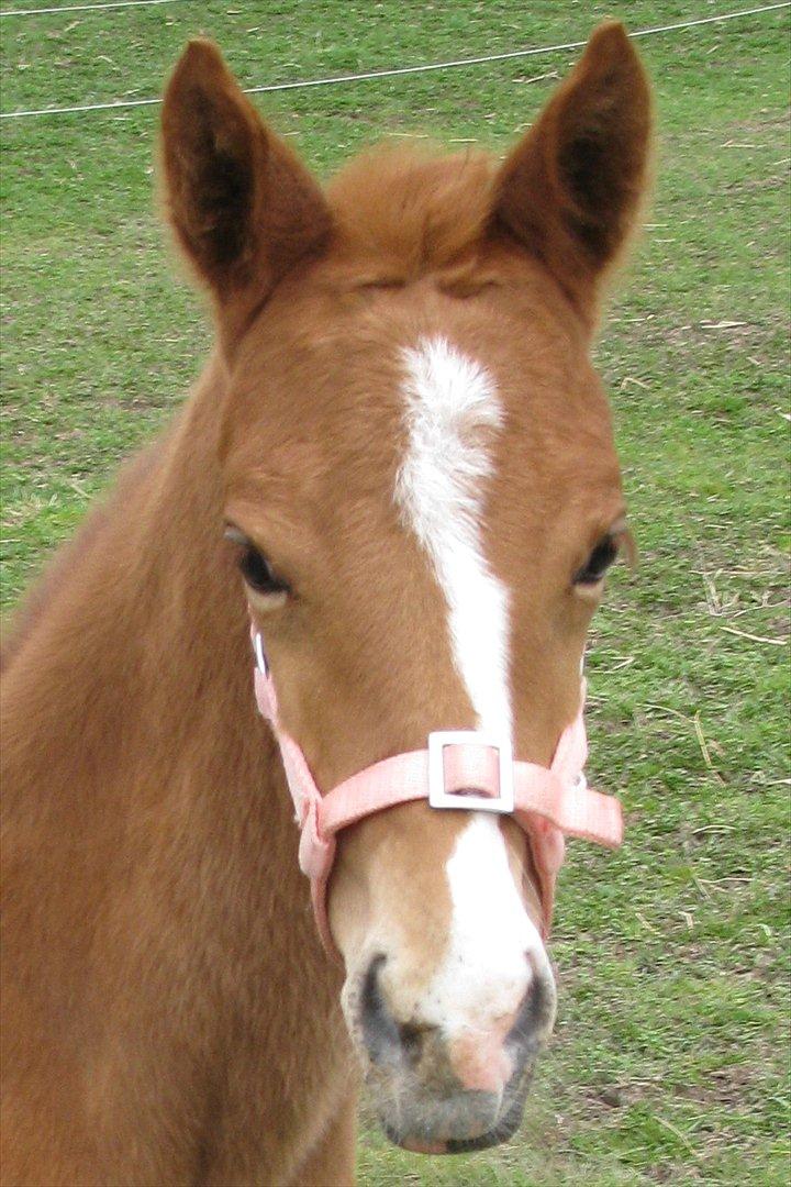 Palomino Dinah Divine billede 14